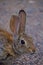 Closeup of Cottontail Rabbit head/ears