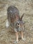 Closeup of a Cottontail Rabbit Running Toward You