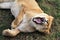 Closeup of a cougar laying on the ground and yawning in the daylight