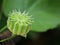 Closeup Country mallow ,Abutilon indicum ,Theophrasti Velvetleaf plant ,Indian mallow