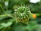 Closeup Country mallow ,Abutilon indicum ,Theophrasti Velvetleaf plant ,Indian mallow ,Indian abutilon is small shrub