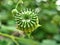 Closeup Country mallow ,Abutilon indicum ,Theophrasti Velvetleaf plant ,Indian mallow ,Indian abutilon is small shrub