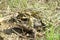 Closeup on a couple of adult western toad , Anaxyrus boreas in amplexus during breeding period