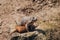 Closeup of a couple of Asia Minor ground squirrels.