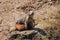 Closeup of a couple of Asia Minor ground squirrels.