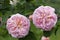 Closeup of a couple of beautiful fresh roses of pearl color.