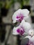 Closeup of couple of blooming orchid flower