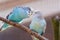 Closeup of a couple of Budgerigar birds loving each other on a tree branch