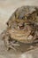 Closeup on a a couple of common European toad, Bufo bufo in copulation the garden