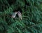 Closeup of a couple of cute love birds on a tree branch