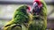 Closeup Of A Couple Of Military Macaw