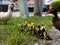 Closeup of a couple of Muscovy ducks with chicks. Cairina moschata.