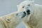 Closeup of a couple of polar bears. Ursus maritimus.