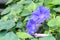 Closeup Couple of Shading Purple Butterfly Pea Flowers Blooming on The Tree with Green Leaves Background at The Corner