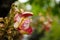 Closeup Couroupita guianensis or Sal flower or Cannonball Tree flower with blurred background