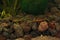 Closeup on a  courting pair of Carpathian newts, Lissotriton mon