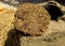 Closeup of Cow Dung Cakes made by hands with hey and cow dung to work as fuel