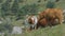Closeup Cow Herd Grazes on Green Meadow among Hills
