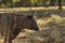 Closeup of a cow inside the fenced farm