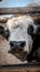 Closeup of a cow nose, portrait of a cow, bull looks into the camera lens.