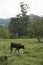 Closeup of a cow pasturing in a green farm