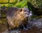 Closeup of a coypu that just came out of the water, wet hairy fur, tropical rodent from America