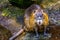 Closeup of coypu sitting at the water side, tropical water rodent from America