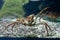 Closeup of crab in the aquarium, Bergen, Norway