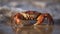 Closeup of a Crab on the Beach, Rich Diversity of Life Along the Shores of Our Blue Planet