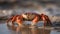 Closeup of a Crab on the Beach, Rich Diversity of Life Along the Shores of Our Blue Planet