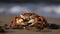 Closeup of a Crab on the Beach, Rich Diversity of Life Along the Shores of Our Blue Planet