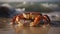 Closeup of a Crab on the Beach, Rich Diversity of Life Along the Shores of Our Blue Planet