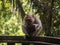 Closeup of crab-eating long-tailed macaque Macaca fascicularis eating coconut fruit in Ubud Monkey Forest Bali Indonesia