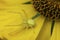 Closeup on a crabspider, Misumena vatia, on a yellow Helenium flower