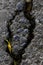 Closeup crack asphalt road texture