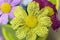 Closeup of craft burlap flowers in bright colors, yellow and pin