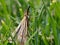 Closeup of a Crambid snout moth standing on a green grass