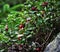 Closeup of cranberries