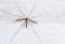 Closeup of a crane fly resting on a wall