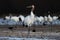 Closeup of a crane standing on the ground under the sunlight in winter in Hokkaido in Japan