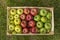 Closeup of a crate with fresh apples on grass: Golden Delicious, Gala, Granny Smith