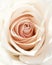 Closeup cream rosebud with lots of petals