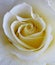 Closeup of a cream white rose