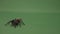 Closeup of creepy brown tarantula spider crawling across green screen surface -