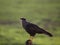 Closeup of Crested Caracara Caracara plancus Pantanal, Brazil