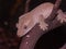 Closeup on the crested gecko or eyelash gecko, Rhacodactylus cilliatus