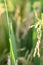 Closeup Cricket or Grasshopper on rice crop in the field