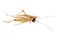 Closeup of cricket isolated over white