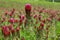 Closeup of Crimson Clover flower