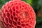 Closeup of crimson dahlia bloom.